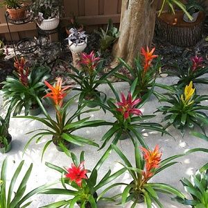 BROMELIAD "PUP" (babies) $firm/unless u bundle